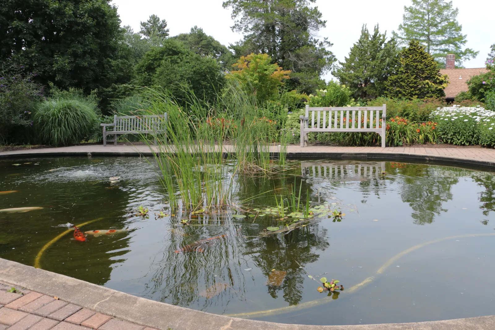 Heldere vijver met koikarpers en waterplanten