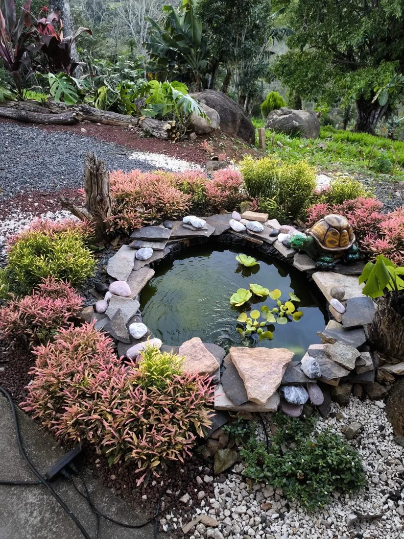 Kleine tuinvijver met waterlelies, omringd door stenen en planten